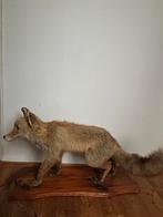 Opgzette vos op plank, Antiek en Kunst, Ophalen of Verzenden