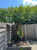Pruimenboom gratis haardhout, Tuin en Terras, Haardhout, Ophalen, Overige houtsoorten, Blokken