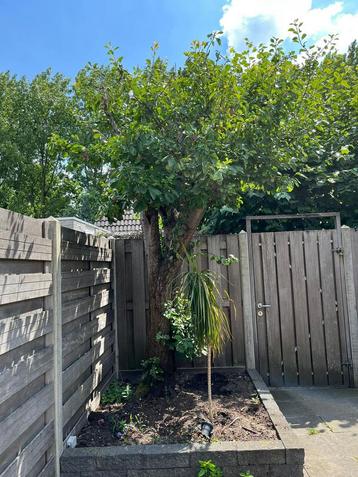 Pruimenboom gratis haardhout beschikbaar voor biedingen