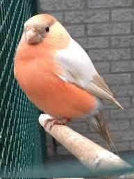 gezocht pastel vinken, Dieren en Toebehoren, Vogels | Parkieten en Papegaaien, Papegaai, Meerdere dieren