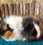 Ch teddy cavia's, November, Mannelijk, Cavia