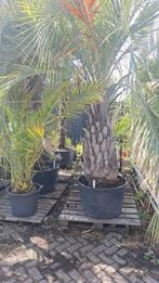Palmbomen te koop, 100 tot 250 cm, Zomer, Palmboom, Ophalen