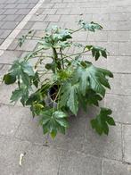 Plant en pot, Ophalen of Verzenden