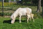Unieke AMHA/nmprs minipaarden aangeboden, Gechipt, Niet van toepassing, 0 tot 2 jaar, Hengst