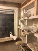 Duiven te koop, Geslacht onbekend, Overige soorten