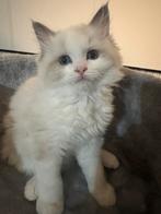 💕 nog 1 Prachtige Ragdoll katertje met stamboom, Dieren en Toebehoren, Meerdere dieren, Gechipt