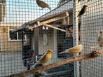 3 jonge kanaries te koop, Dieren en Toebehoren, Vogels | Kanaries, Meerdere dieren, Kleurkanarie