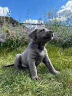 Blauw grijze pups puppy’s Cane Corso x labrador pups puppy, Dieren en Toebehoren, Overige rassen, 8 tot 15 weken, CDV (hondenziekte)