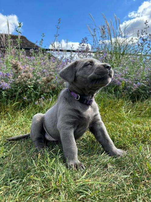 Blauw grijze pups puppy’s Cane Corso x labrador pups puppy, Dieren en Toebehoren, Honden | Retrievers, Spaniëls en Waterhonden