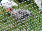 Silverudds haan te koop, Dieren en Toebehoren, Mannelijk, Kip