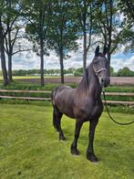 Friese merrie, Dieren en Toebehoren, Paarden, Merrie, Gechipt, 11 jaar of ouder, Recreatiepaard