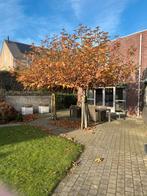 Dakplataan 'Minaret', Bloeit niet, Dakboom, 250 tot 400 cm, Ophalen