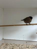 Koppel noorse goudvinken, Dieren en Toebehoren, Vogels | Overige Vogels, Meerdere dieren, Wildzangvogel, Geringd