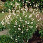 Prachtkaars ‘Gaura Lindheimeri’ €2, Tuin en Terras, Planten | Tuinplanten, Ophalen, Zomer, Overige soorten, Volle zon