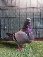 Valenciana duivin, Dieren en Toebehoren, Vogels | Duiven, Vrouwelijk, Kropper