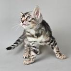 Bengaal kittentje zilverbengaal poes vrouwtje, Dieren en Toebehoren, Poes, Gechipt, 0 tot 2 jaar
