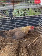Jonge kriel kip te koop, Dieren en Toebehoren, Pluimvee, Vrouwelijk, Kip