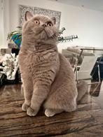 Britse korthaar Lilac, Kater, Gechipt, 0 tot 2 jaar