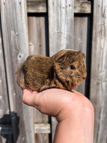 4 leuke cavia beertjes beschikbaar voor biedingen