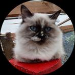 Hypoallergeen Neva Masquerade en Siberische kittens, Dieren en Toebehoren, Meerdere dieren, Gechipt, 0 tot 2 jaar