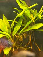 Aquariumplant, Ophalen, Nieuw, Plant(en), Steen of Hout