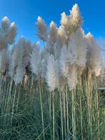 Pampas pluimen van de Pampasgras plant, Ophalen of Verzenden, Zo goed als nieuw