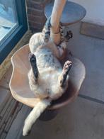 Liefste Bengaal zoekt koninkrijk, goed lezen aub, Dieren en Toebehoren, Katten en Kittens | Raskatten | Korthaar, Meerdere dieren