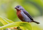 Rowtie (twatwa picolet paapje) GOED LEZEN AUB, Mannelijk, Wildzangvogel