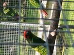 Pyrrhura rhodocephala, Dieren en Toebehoren, Vogels | Parkieten en Papegaaien, Meerdere dieren, Parkiet, Geringd