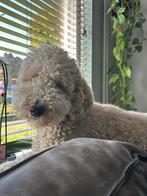 Herplaatsing Labradoodle Zoe, Dieren en Toebehoren, Rabiës (hondsdolheid), Overige rassen, 1 tot 2 jaar, Teef