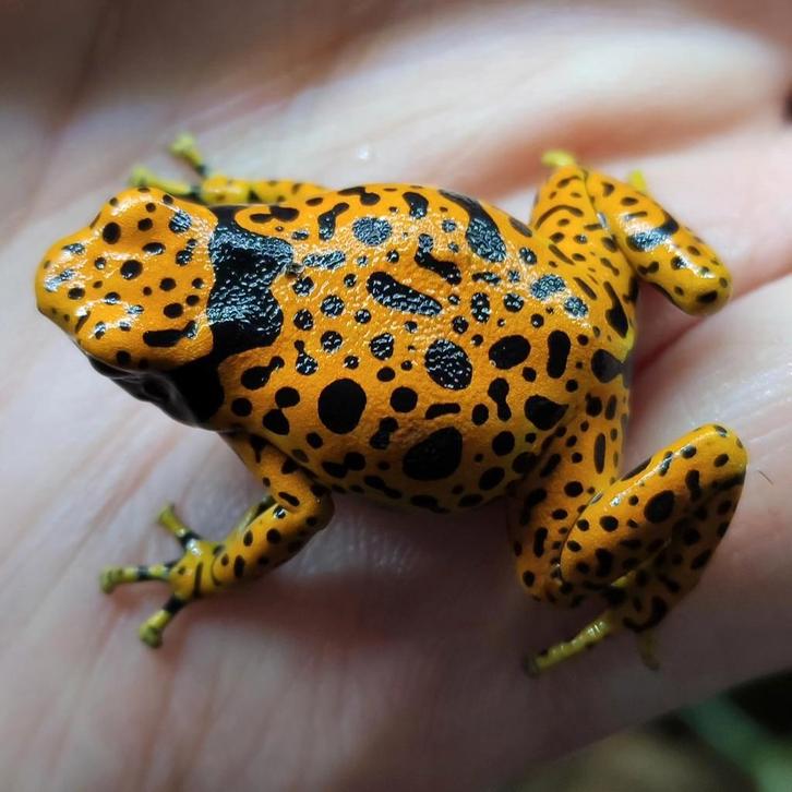 Alle varianten leucomelas uit eigen kwekerij, Dieren en Toebehoren, Reptielen en Amfibieën, Amfibie, 0 tot 2 jaar