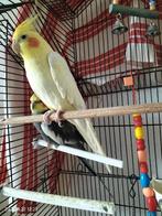 Valkparkieten gratis, Dieren en Toebehoren, Meerdere dieren, Parkiet