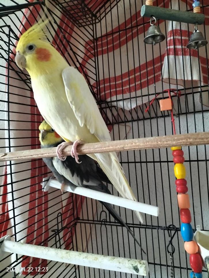 Valkparkieten gratis, Dieren en Toebehoren, Vogels | Parkieten en Papegaaien, Parkiet, Meerdere dieren