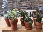 Vetplantjes in terracotta pot, Minder dan 100 cm, Halfschaduw, Ophalen
