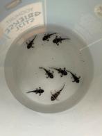 L46 / hypancistrus zebra, Vis