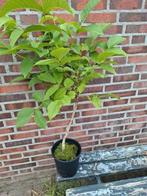 10x walnotenboom, Tuin en Terras, Planten | Tuinplanten, Ophalen of Verzenden, Zomer, Volle zon