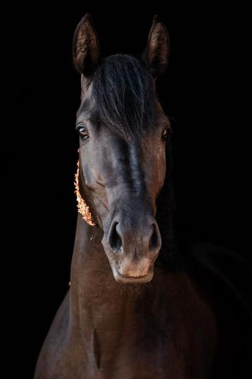 Super lieve pony! beschikbaar voor biedingen