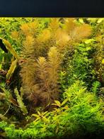 Leuk pakket (5) aquariumplanten met gratis advies, Ophalen of Verzenden, Zo goed als nieuw, Plant(en), Steen of Hout
