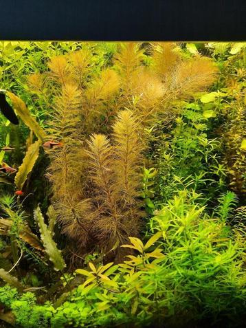 Leuk pakket (5) aquariumplanten met gratis advies beschikbaar voor biedingen
