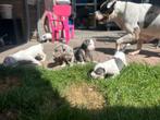 American bully xl pups merle tri , wit , pied tri, Dieren en Toebehoren, Overige rassen, 8 tot 15 weken, CDV (hondenziekte), Meerdere