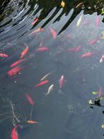 goudvissen bonte mengeling van kleuren, Goudvis(sen)