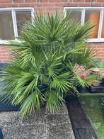 Europese Dwergpalm, Volle zon, Vaste plant, Bloeit niet, Ophalen