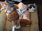 Kruising Maine Coon kittens, Dieren en Toebehoren, Katten en Kittens | Raskatten | Langhaar, Meerdere dieren, Ontwormd