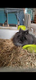 Dwerg teddy, Dieren en Toebehoren, Konijnen, Mannelijk, Dwerg