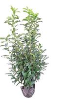 Prunus laur genolia smalle laurier, Tuin en Terras, Ophalen of Verzenden, Overige soorten, Halfschaduw