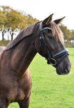 11 jarige E pony, Cruzado, wegens emigreren te koop, Dieren en Toebehoren, Pony's, 11 jaar of ouder, Recreatiepony, Merrie, Gechipt