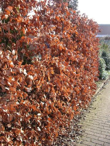 Beukenhaag Fagus sylvatica rood en groen beschikbaar voor biedingen