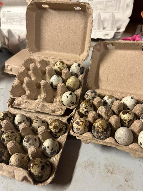 Kwartel Eitjes Consumptie, Dieren en Toebehoren, Pluimvee, Overige soorten, Meerdere dieren