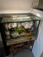 Terrarium met  3D achterwand, Dieren en Toebehoren, Reptielen en Amfibieën | Toebehoren, Ophalen, Zo goed als nieuw, Terrarium of Paludarium