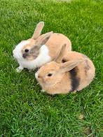 Jonge konijnen, Dieren en Toebehoren, Konijnen, Meerdere dieren, 0 tot 2 jaar